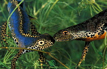 Alpine newt pair {Triturus alpestris} male on left with crest, Italy