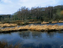Wetland marsh habitat in Autumn of Ynyslas reserve, Powys, Wales, UK