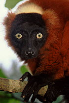 Red ruffed lemur, Masoala NP, Madagascar