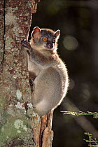 Red tailed sportive lemur on tree, Kirindy Forest, Madagascar