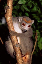 Crowned lemur female on tree, Ankarana Reserve, Northern Madagascar