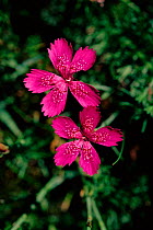 Dianthus (Dianthus sp). Pyrenees, Spain