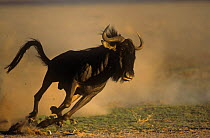 Wildebeest {Connochaetes taurinus} running over dusty ground, Kgaladi Transfrontier / Kalahari Gemsbok NP, South Africa