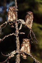 Three Eurasian pygmy owls on tree, June, Sweden