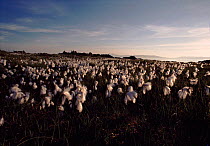 Common Cotton grass, moorland, Scotland, UK