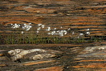 Common Cotton grass (Eriophorum angustifolium) in front of rock strata. Norway, Europe