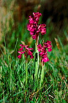 Green winged orchid (Anacamptis morio). Sweden, Europe