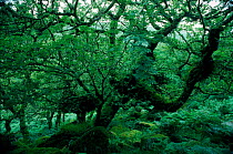 Ancient oak woodland. Wistman's Wood, Devon, England, UK, Europe