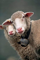White faced Domestic sheep {Ovis aries} wearing collar with bell, Switzerland, Europe