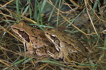 Agile frog pair in amplexus {Rana dalmatina} Italy