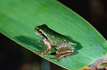 Life cycle of Common tree frog {Hyla arborea} young froglet out of water, Italy. Sequence 6/6