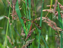 Giant crane fly (Tipula maxima) in grass. England, UK, Europe