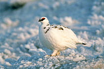 Ptarmigan {Lagopus mutus} male in winter plumage Cairngorms, Scotland, UK Europe