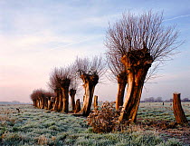 Willow pollards on the Somerset Levels, winter. England, UK, Europe