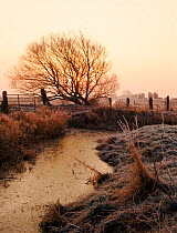 Frozen dyke on the Somerset Levels, winter. England, UK, Europe