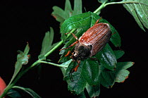 Common cockchafer (May bug) (Melontha melontha). England, UK, Europe