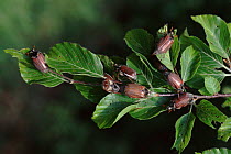 Common cockchafers (Maybugs) on beech leaves
