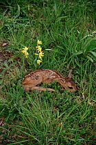 Roe deer fawn in grass with cowlsips, Surrey England