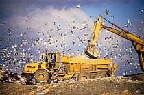 Seagulls flying around above truck unloading rubbish on landfill site, Buckinghamshire, England