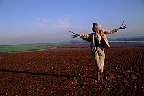 Scarecrow in ploughed field, October, Norfolk, England