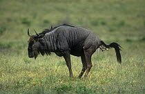 Wildebeest {Connochaetes taurinus} giving birth on savanna, Mala Mala Game Reserve, South Africa
