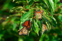 Monarch butterflies {Danaus plexippus} New York USA