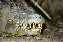 Saltwater crocodile {Crocodylus porosus} 5-meter adult close up of teeth and jaws, Cape York, Australia
