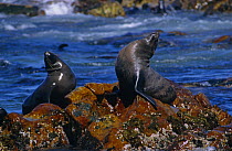 Two Afro-Australian fur seals {Actocephalus pusillus} on rocks, Dyer Island, South Africa.