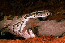African Rock python {Python sebae} eating rat Tsavo NP, Kenya, Africa