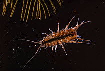 Water louse magnified x.75, freshwater, UK
