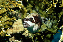 Masked puffer fish, poisonous, Red Sea, Egypt. Skin and reproductive organs contain tetrodotoxin