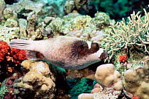 Masked puffer {Arothron diadematus} Red Sea - skin & reproductive organs contain tetrodotoxin