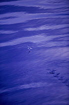 Flying fish flying, Indian Ocean