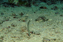 Spotted garden eel, Milne Bay, Papua New Guinnea