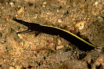 Ribbon eel, black juvenile phase, Sulawesi, Indonesia