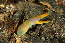 Ribbon eel, transitional colour phase, Sulawesi, Indonesia