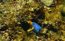 Ribbon eel (Rhinomuraena quaesita), adult blue phase Sulawesi, Indonesia