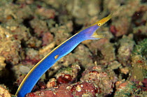 Ribbon eel, adult blue phase, Sulawesi, Indonesia