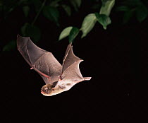 Schreiber's long fingered bat {Miniopterus schreibersii} Germany, Europe