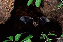 Greater white lined bat {Saccopteryx bilineata} Santa Rosa, Costa Rica