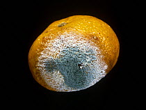 Mould growing on satsuma orange