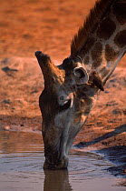 Giraffe (Giraffe camelopardalis) drinking. Savuti, Botswana, Southern Africa