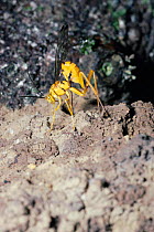 Ichneumon wasp (Grotea sp) ovipositing / laying egg into hard mud nest of a Montezum species wasp which it parastises.Costa Rica, Central America