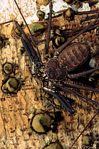 Tailless whip scorpion, Ecuadorian Amazon