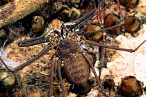 Tailless whip scorpion - vinegaroons. Ecuadorian Amazon