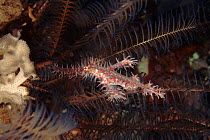 Ornate ghost pipefish in featherstar, Indo-Pacific