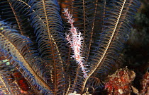 Ornate ghost pipefish {Solenostomus paradoxus} sheltering in featherstar, Indo-Pacific