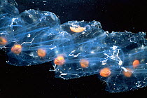 Tunicate {Salpa maxima} Mediterranean