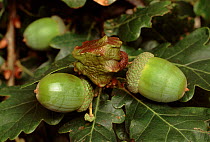 Gall on oak acorn made by larva of Knopper gall wasp, UK