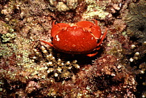 Crab,  Arabian Gulf